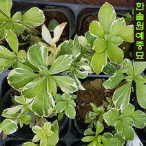 수호초(빼어나게 좋은 꽃), 02. 무늬수호초 - 포트(10개묶음), 1개