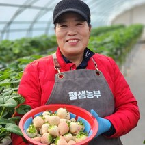 설화딸기 1팩 흰딸기 설향딸기, 혼합세트 1.2kg (600g 각1팩)