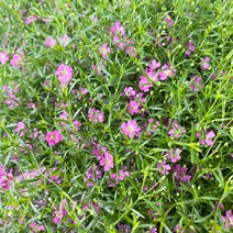 미니농장 안개꽃 포트 화분 생화 꽃모종 화이트 핑크 봄이면 생각나는 꽃 인테리어