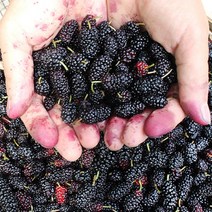 베리카인드 2021년 오디 5kg, 2.오디 5Kg(특품)