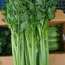 셀러리 10kg 5kg 3kg 1kg 상큼 신선한 샐러리 샐러드, 01. 셀러리 1kg내외