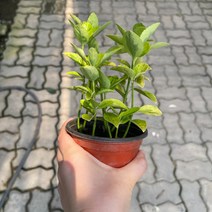 [가든테라스] 금사철 공기정화식물 황금사철나무 황금사철, 1개