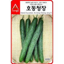 (아시아종묘/오이씨앗종자) 호동청장 오이(50립), 1개