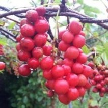 오미자 나무 묘목 10주