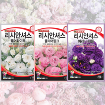 리시안셔스 꽃씨앗 3종 세트 꽃씨 절화 야생화 F1 종자 퓨어화이트 클리어핑크 아레나퍼플