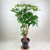 내뜰에 대엽홍콩야자나무 쉐프레라 Schefflera