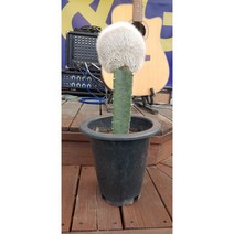 팅커벨 밍크선인장(50cm), 1개