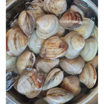 상합 1kg 대사이즈 20알 내외(백상합) 백상합 대상합 백합 생합 구이용 조개 칼국수조개, 대상합 1kg(20알 내외)
