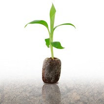 피케이몰 배양 원예용 지피 펠렛 10p 상토 흙, 44mm