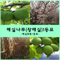 착한가격 나무생각 매실나무모음, 왕매실(1등묘), 9999개