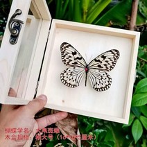 동상 조각상 실제 나비 표본 디스플레이 어린이 교육용 무대 과학 생일 선물, 18.27