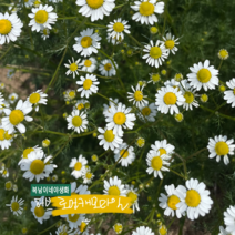 로먼 캐모마일 [4포트] (복남이네 야생화 모종 식용 허브 chamomile 화이트 봄)