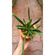 [최강플랜트] 블루오일펀 코발트 고사리 행잉플랜트 양재꽃시장우성농원 오일펀