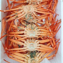 포항 구룡포 선주직송 제철 자숙연지홍게 3kg, 수율70~80%A급연지홍게3kg(7-11마리)
