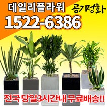 실내공기정화식물 미세먼지 공기청정 키우기쉬운식물 플랜테리어 식당 개업축하선물 산세베리아 고무나무 안시리움 율마 아가베 아레카야자 승진화분, (선택109)무늬벤자민