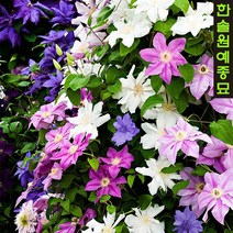 클레마티스 덩굴 수입 네덜란드 으아리 포트묘, 02. 하글리 하이브리드  9cm포트, 1개