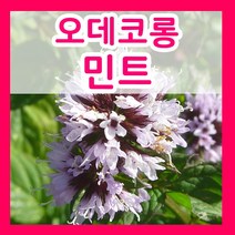꽃씨몰 꽃씨 봄 파종 여름꽃씨 가을 노지월동 다년생 야생화 양귀비 종자 꽃씨앗, 415.오데코롱씨 1g(허브)