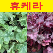 (NJ소망)휴케라모종(포트) 3개 단풍취(색상 선택형)
