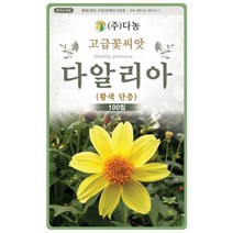 다알리아 황색단층꽃씨앗 2000립, 다알리아 황색단층꽃 2000립
