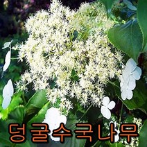 등수굴(덩굴수국)페트리오스 포트묘 나무 묘목 유실수 과실수