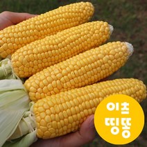 [예약판매] 제주 산지직송 프리미엄 찰옥수수 초당옥수수 10개입, 2023-07-08