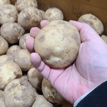 햇감자 수미 알 감자 5kg, 01_감자(중)5kg, 1개