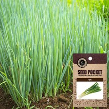 화분월드 채소 씨앗(잎채소류), 대파