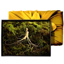 디카운티 산양산삼 선물세트 설선물세트 최상품 강원 산양산삼 추석 명절 부모님 어버이날 선물 세트, 02. 산양산삼 5년근 5뿌리