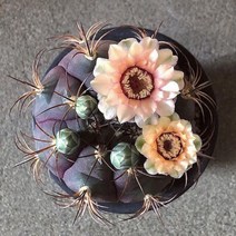 그린ovia카네이션나팔꽃타카디오스코아체육관Crassula um벨라 - Semillas, 천자위 50PCS