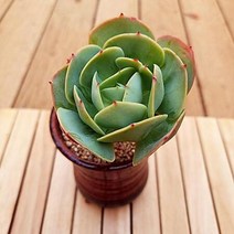 둥근잎 비취후리대 비취후리데 잎장이 예쁜 다육식물 분포함1-99, 단품