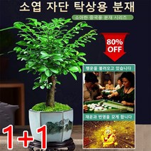 인도 소엽자단씨 우엽단청룡목 황백목 백단향나무씨 진귀한 목재씨, 50g, 50g자단 종자x1