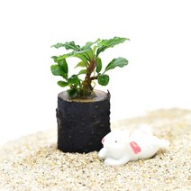 수초-부세와 작은통나무 활착 앙증맞은크기, 없음
