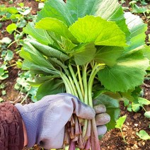유기농 햇 머위나물 제철 생 머위 머구 1kg 3kg 5kg, 유기농 머위 3kg
