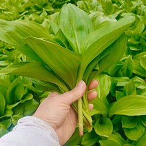 [유쾌상회] 강원도 태백 생 명이나물 1kg 산마늘 / 장아찌, 1개