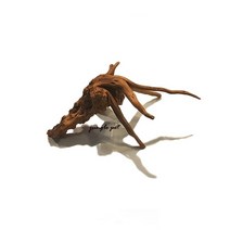 가지유목 25cm 전후