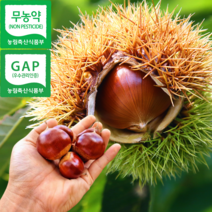 햇밤 옥광밤 생밤 이평밤 왕밤 충주다올밤농장 2KG, 충주 석추밤 대 2KG