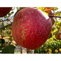 청송꿀사과즙 120ml x 50포 직접재배하여 생산한 사과로 만든 남청송식품영농조합법인의 신선한 청송사과즙