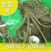 한입세발낙지 산낙지 1마리 생낙지 낙지회 무안낙지 뻘낙지 (5마리이상 주문상품), 한입세발낙지1마리