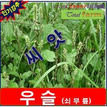 RA3/약초씨앗/뼈와무릎에 좋은/우슬(쇠무릎 500립)