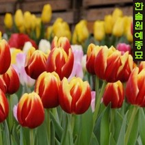 유럽 튤립 구근 모음, 11. 다우 존스 (5구 1세트)