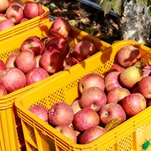 [산지직송] 경북 의성 사과 5kg(21∼23과)