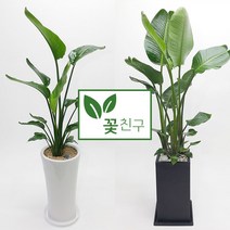 꽃친구 극락조 여인초 개업 이사 집들이 선물 실내 축하 화분 전국 당일배송, 극락조 사각분 2호, 물받이바퀴받침(10.000원)
