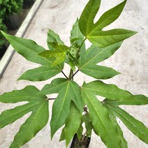 봄바람가든 황칠나무 꼼꼼한포장