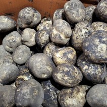 포슬포슬 검은흙 제주 구좌 햇감자! /일반 수미감자 / 3kg 5kg 10kg (사이즈 상/특), 구좌 감자 특대 3 Kg, 1박스