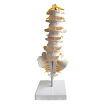 유연한 요추모형 AK119/1번~5번 요추 경추 미추/높이 32cm/추간판탈출증 표현
