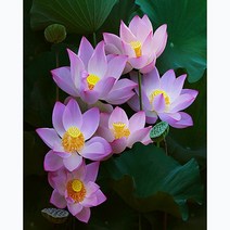 푸아이 보석십자수 3D 캔버스형 액자 부귀 연꽃 베스트모음 15종 40x50 DIY 세트 큐빅 비즈 PW1799, 40x50cm, Type_M