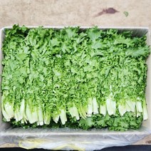 치커리 1kg, 1개