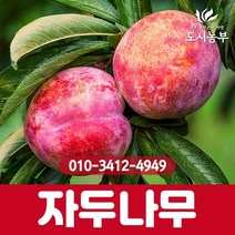자두/로얄대석/1등묘/자두나무/로얄대석자두/대석/자두나무/과일/열매/유실수/조경수/나무/묘목/도시농부