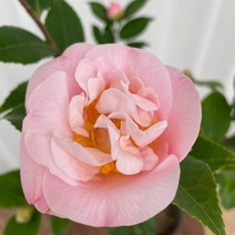 서향동백 동백꽃 겨울꽃 꽃화분 온정원 공기정화식물, 1개