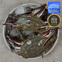 [당일조업] 서해안 제철 활 꽃게 암꽃게 숫꽃게 햇꽃게 생물 냉동, 꽃게 3kg, 1개